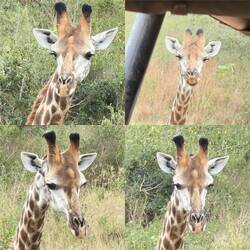 Giraffe