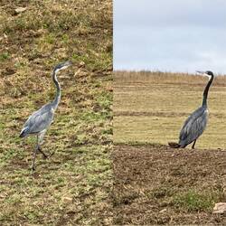 Heron
