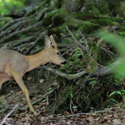 Und statt Bären ... steht dann Bambi im Wald 🤣