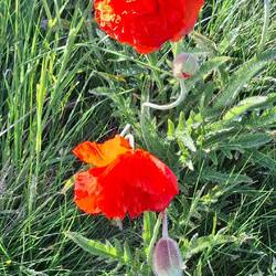 Riesiger Klatschmohn