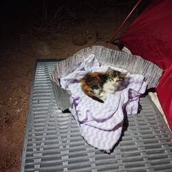 Schlafspot für die Katze
