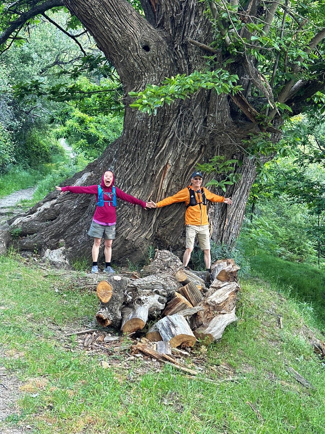 A millennial chestnut tree named Castaño Gordo