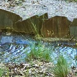 Traditional construction using slates to reinforce an outside bend in the acequia