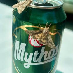 Mythos schmeckt allen