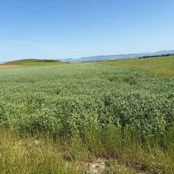 A random crop amongst the wheat.