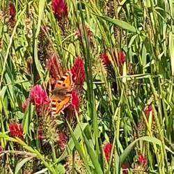 Italienischer Klee mit Schmetterling