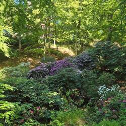 Blühende Schlucht