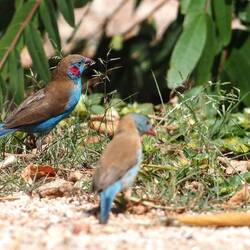 Red-cheeked cordon-bleu