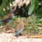 Red-cheeked cordon-bleu