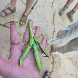 Dan found this giant insect in the water