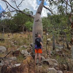 Communing with the boab