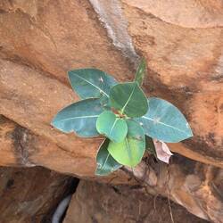 Figs grow straight out of the rock