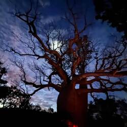 Moonrise over the Boab