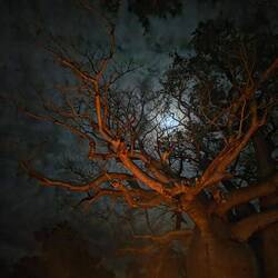 Evenings under the giant Boab tree