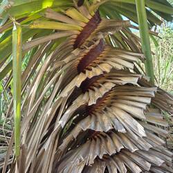 Sprial growth of the Pandana
