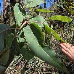 Giant gum leaves