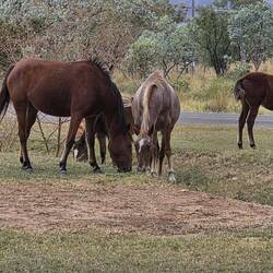 Wild brumbies in