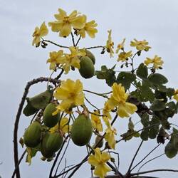 Kapok bush