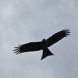 We saw so many raptors