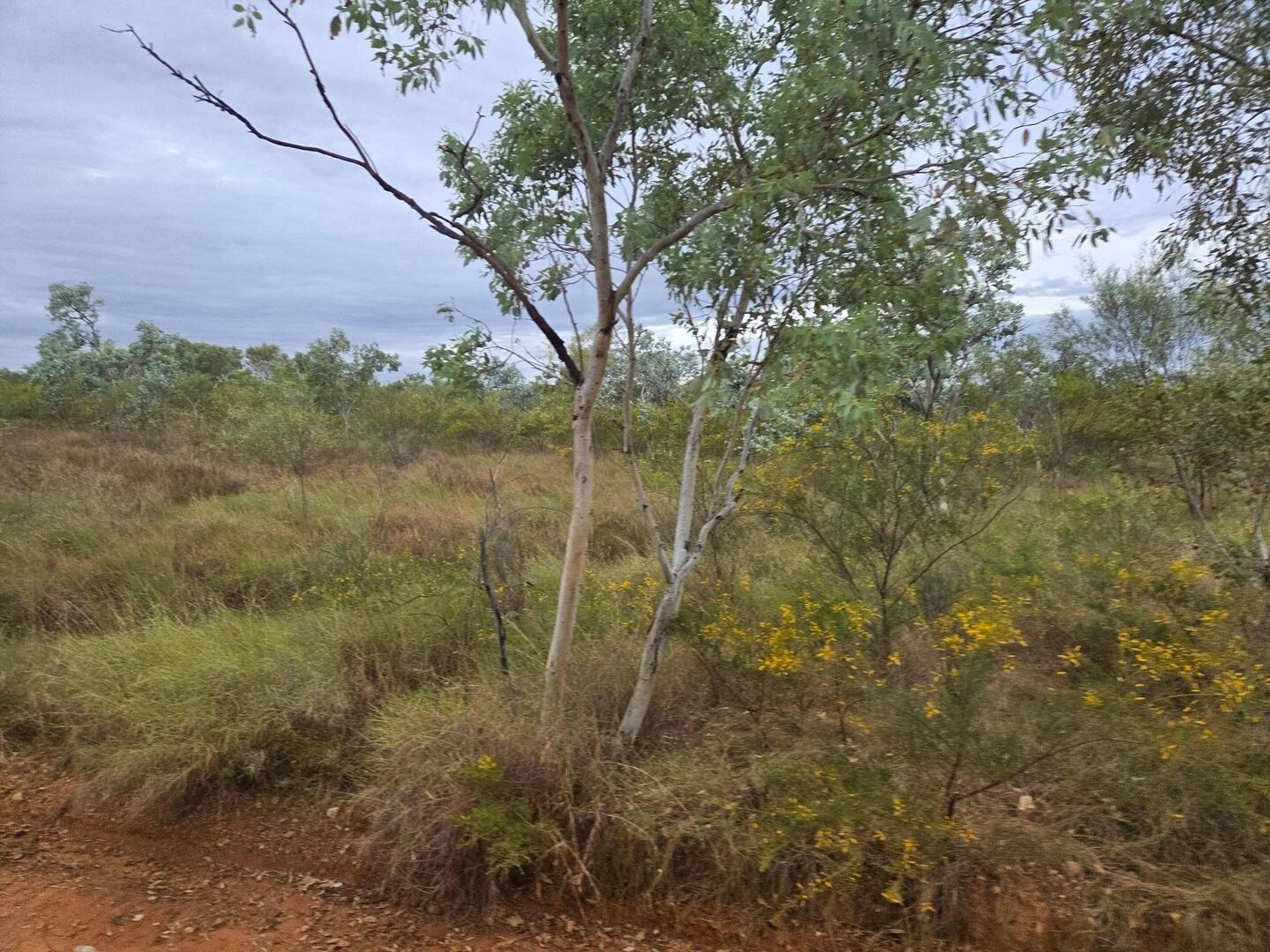 Beautiful finger-like wattles