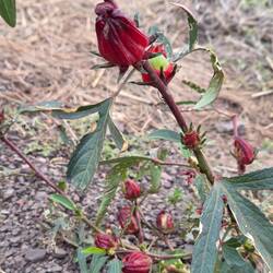 Rosella bush
