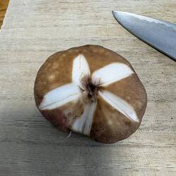 In den Shiitake-Pilz musste ich mit einem Stern schnitzen.