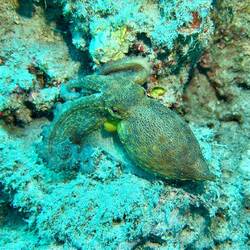 Oktopus