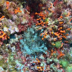 Anemone