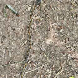 Caterpillar train!
