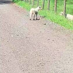 Lost lamb