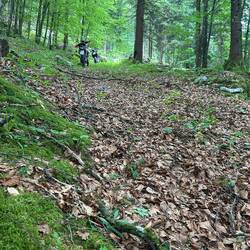 Mobbed im Wald