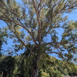 Riesengroßer Eukalyptus Baum