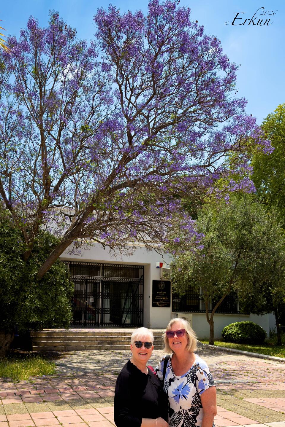 Jacaranda tree in bloom at Kültürpark — Alsancak, İzmir.