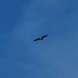 Ein Adler über uns, der Canyon ein Vogelparadies