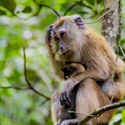 This is momma monkey wondering if her husband will forget the milk she sent him out to buy...