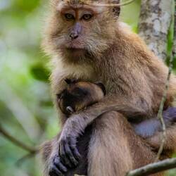 And now momma monkey is in dire need of a pick-me-up. Maybe a banana smoothie. Oh, wait... No milk!