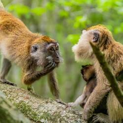 This is daddy monkey realising he indeed forgot to buy the milk.
