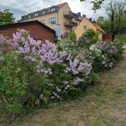 Beautiful flowers in bloom throughout the town