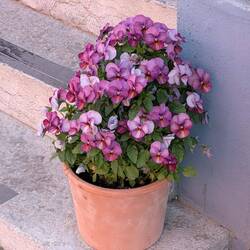 Many houses had flowers at the doorstep