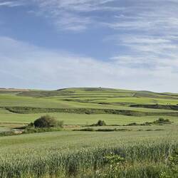 Rolling hills of wheat and barley