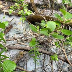Im Wald ist der Boden übersäht von Löwenzahnsamen