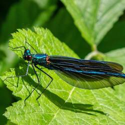 Blauflügel Prachtlibelle