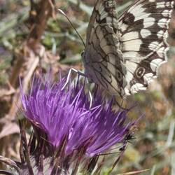 Schachbrett- Schmetterling