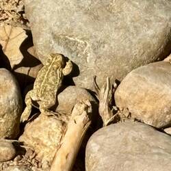 Toad scrambling to walk across the rocks. Same, toad, same.