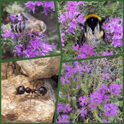 Thymian mit Besucherinnen und Ameise