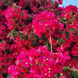 Bougainvillea