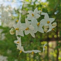 Jasmin, riecht man sehr stark