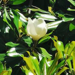 Magnolie