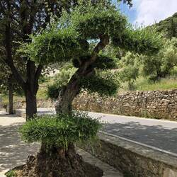 Cool tree