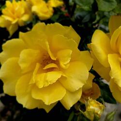 Roses in Grazalema